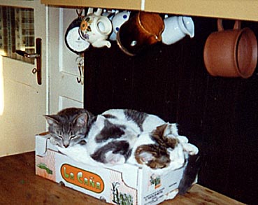 katzenpaket.jpg (32386 Byte)